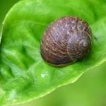 This hermit snail prefers to be alone. Only comes out of his shell if it rains.