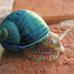 Hallucinogenic snail radiates a rainbow after accidentally sliming over some LSD. Here seen telling shell to, "Get off my back man."