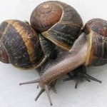 A ménage of snails enjoying a threesome. With protective shells in place they're practicing "Safe Goo."
