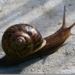 Typical RV Snail out for a morning ride. Called RV because he takes his house with him everywhere.